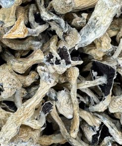Albino Treasure Coast Magic Mushrooms