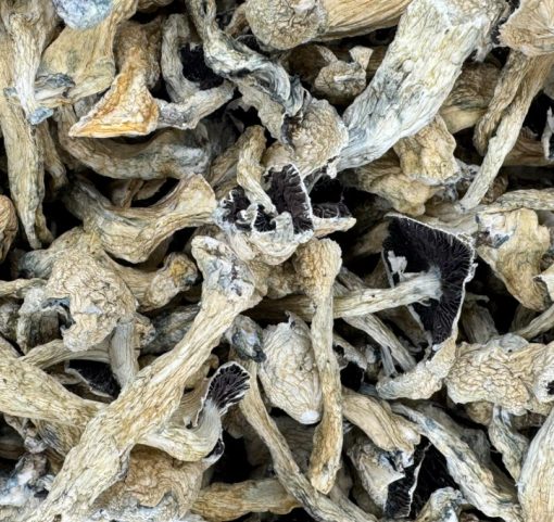 Albino Treasure Coast Magic Mushrooms
