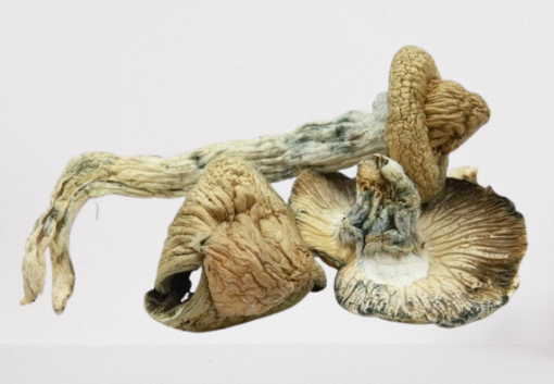 Blue Meanie Magic Mushroom - Image 2