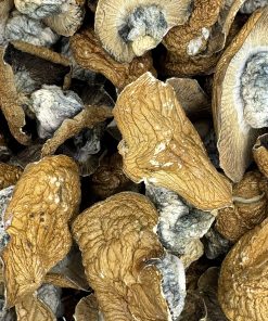 Golden Member Magic Mushrooms