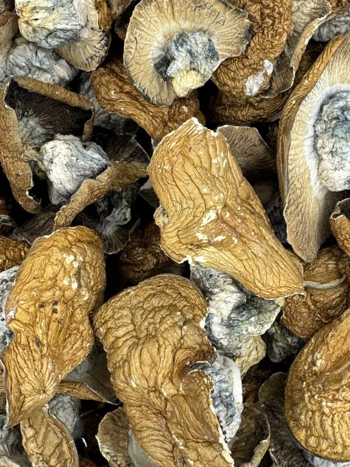 Golden Member Magic Mushrooms