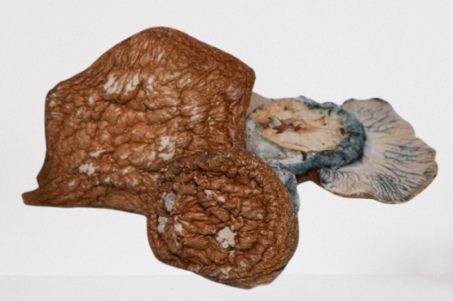 Golden Member Magic Mushrooms - Image 2