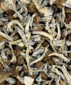 Golden Teachers Magic Mushrooms