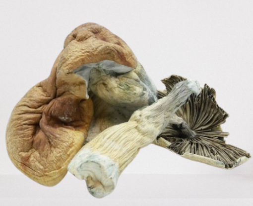 Malabar Magic Mushrooms - Image 2