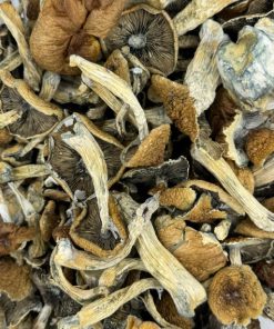 Malabar Magic Mushrooms