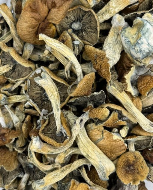 Malabar Magic Mushrooms
