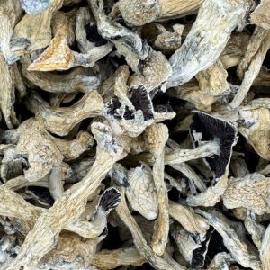 Albino Treasure Coast Magic Mushrooms