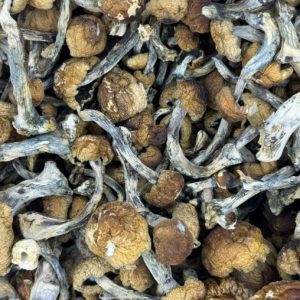 Blue Meanie Magic Mushrooms