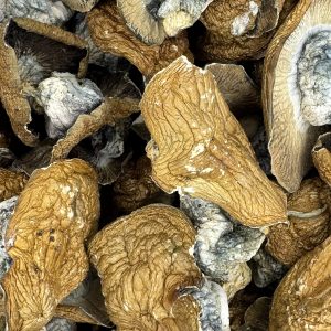 Golden Member Magic Mushrooms