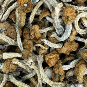 Jedi Mind Fuck Magic Mushrooms