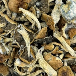 Malabar Magic Mushrooms